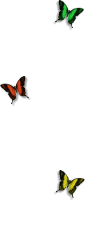 butterfly