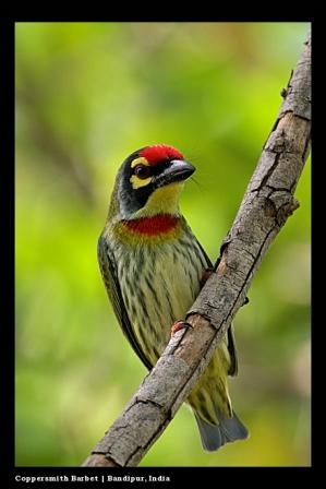 barbet