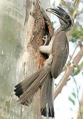 hornbill1