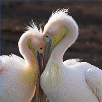 pelican