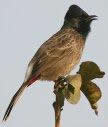 bulbul