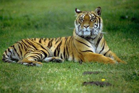Tiger1
