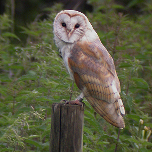 barnowl1