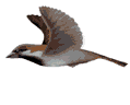 bird 3
