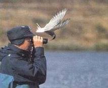 birdwatching1